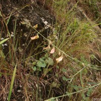 Crotalaria juncea L.